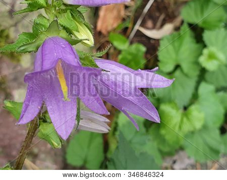 Close-up View From Above Of The Red-violet Flowers Of The Nettle-leaved Bellflower With Pistils. Bes
