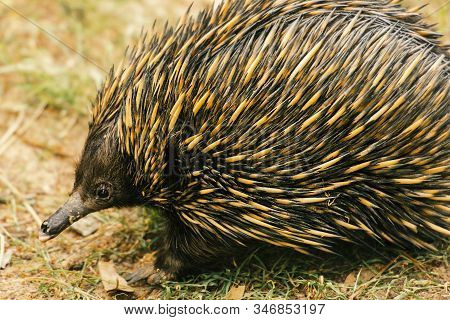 Echidna