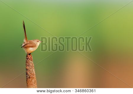 A Plain Prinia In Golden Light On A Millet Plant