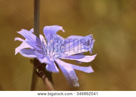 Azure Chicory Flower On A Summer Lawn Closeup. Retro Style Toned.