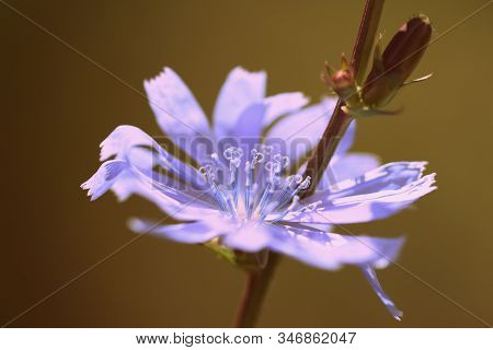 Azure Chicory Flower On A Summer Lawn Closeup. Retro Style Toned.