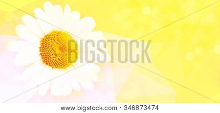 Сhamomile Flower On Pink Yellow Background. Summer Floral Background. Macro. Copy Space For Your Tex