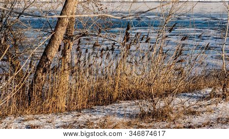 Reeds On The Winter Bank Of The Canal