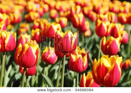 Smuk blomstrende røde tulipaner Kees Nelis.