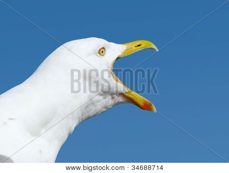 Zły squawking mewa z dzioba szeroko otwarte.