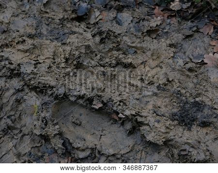 Textured Background Of Damp Dark Brown Mud