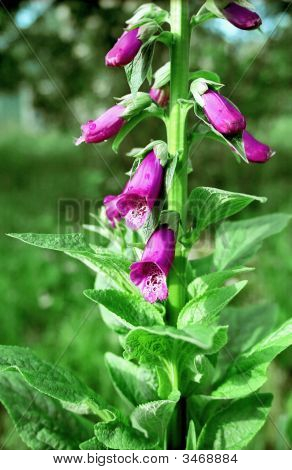 die Niederlassung der Blume
