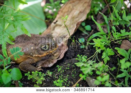 Tropical Toad Bright Eye In Green Plants. Magic Eye Of Tropical Frog. Exotic Animal Closeup. Tropica
