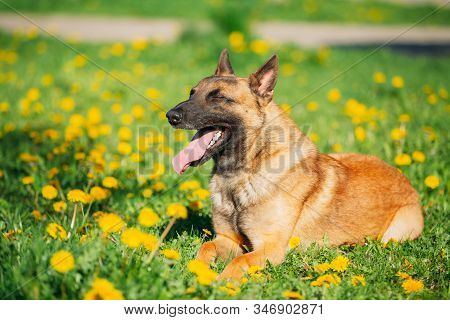 Malinois Dog Sitting Outdoors In Green Spring Meadow With Blooming Dandelion Flowers. Belgian Shephe