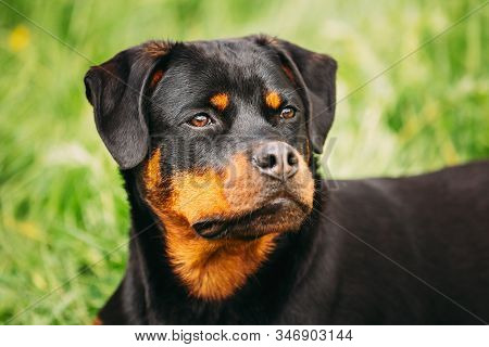 Funny Young Black Rottweiler Metzgerhund Puppy Dog Sit In Green Grass In Summer Park Outdoor. Close 