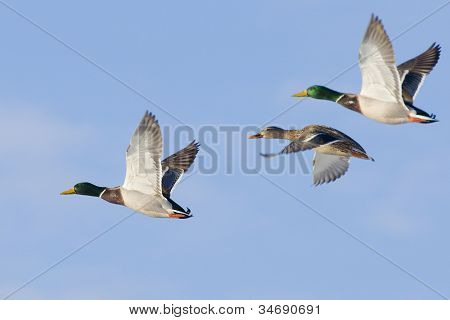 Volo di germani reali