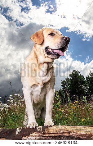 Yellow Labrador Retriever On Green Forest Meadow
