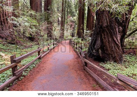 The Path At  Muir Woods National Monument, California, Usa