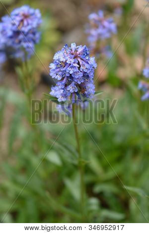 Blue Jakobs Ladder Flowers - Latin Name - Polemonium Caeruleum