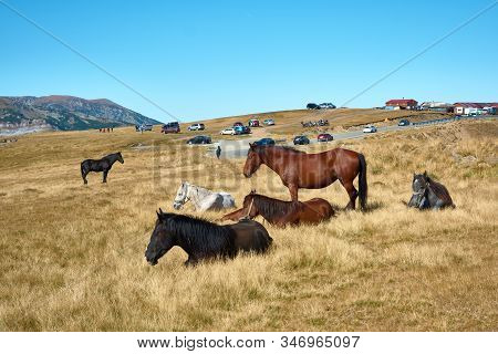 Horses On Alpine Plateau In The Carpathian Mountains, Romania. View Of Transalpina Tourist Highway A