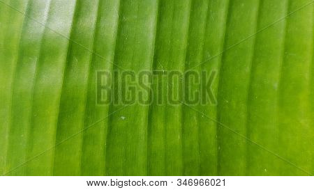 Textured Green Palm Leaf With Ribbed Surface Closeup. Natural Abstract Background. Fresh Banana Tree