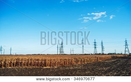 A Electric Poles With High-voltage Wires In The Middle Of A Field With Dry Corn Plants. Plowed Field