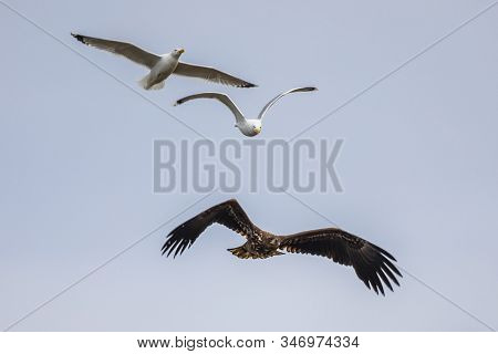 Flying White-tailed Eagle (haliaeetus Albicilla) Chased By Gulls At Lake Csaj, Kiskunsagi National P