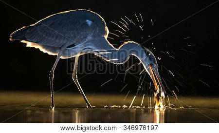 Silhouette Of Grey Heron (ardea Cinerea) Hunting For Fish At Night At Lake Csaj, Kiskunsagi National