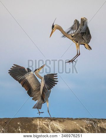 Two Grey Herons Fighting Over Territory At Lake Csaj, Kiskunsagi National Park, Pusztaszer, Hungary.