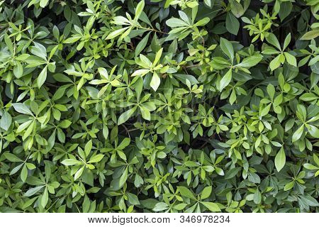 An Evergreen Hedge, Hedgerow Background, Close Up Of Green Leaves Of Pseudopanax Or Houpara