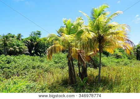Close Up Of Tropical Forest, Jungle In Praia Do Forte, Brazil. Forest Supporting Lush Ferns And Palm