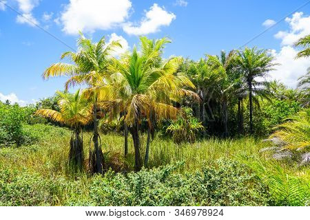 Close Up Of Tropical Forest, Jungle In Praia Do Forte, Brazil. Forest Supporting Lush Ferns And Palm
