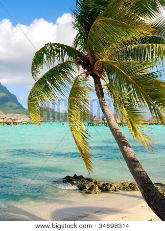 Palm Moorea