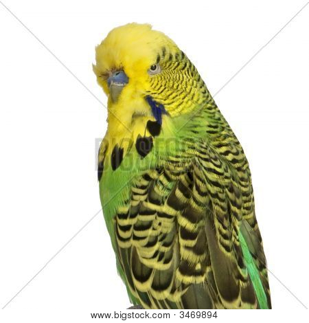 Budgerigar - Melopsittacus Undulatus