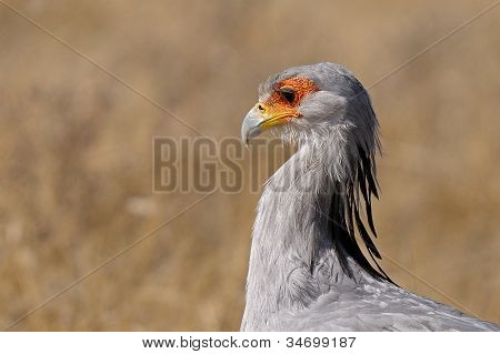 Sekretarz ptak, Etosha National Park