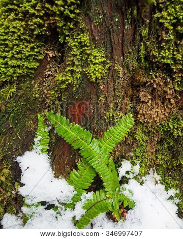Crossing Furns Growing Out Of The Snow