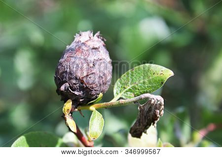 Closeup Of A Pine Cone Midget Gall On A Willow