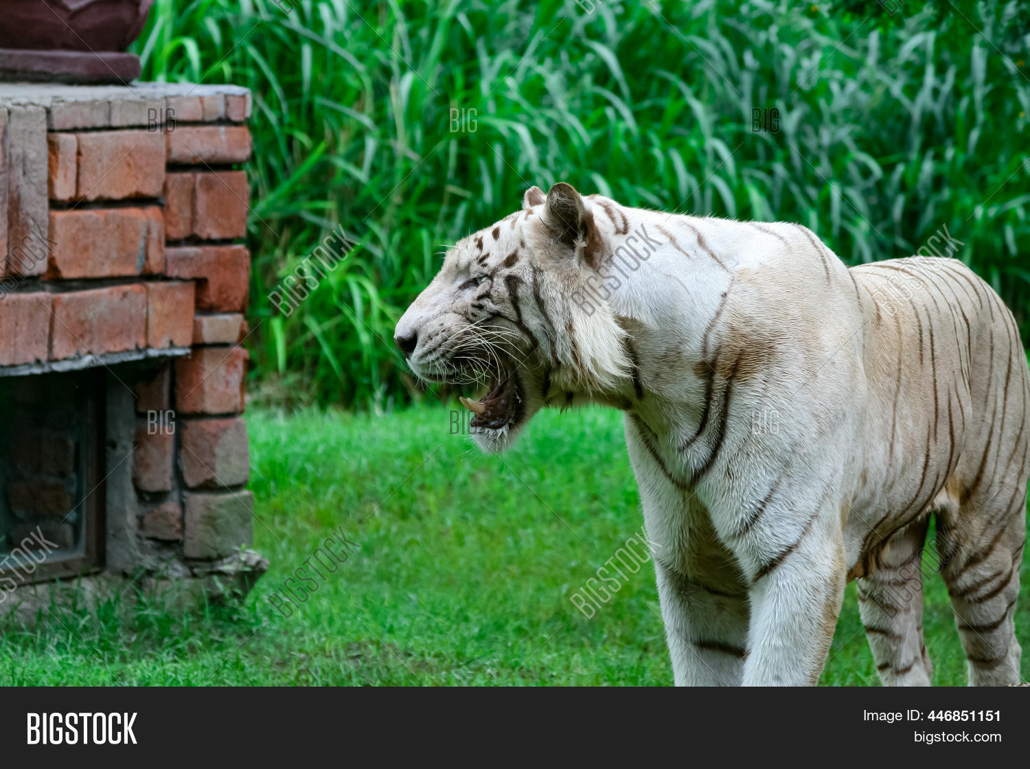 White Tiger Open Mouth Image & Photo (Free Trial) Bigstock