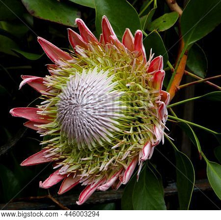 The Blooming Beauty Of The Evergreen Island Madeira - Protea