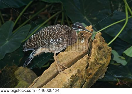 A Sunbittern, Eurypyga Helias At Parc Paradisio