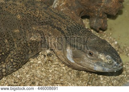 Closeup Of The White Throated Monitor , Varanus Albigularis