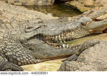 Closeup Of The Nile Crocodile, Crocodylus Niloticus, A Large Crocodilian Of Freshwater Habitats In A