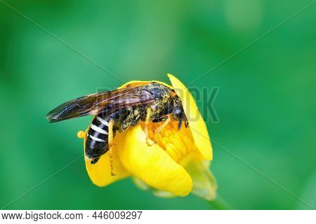 Closeup Of The Sawfly, Tenthredo Koehleri On It's Favorite Host Plant , A Meadow Buttercup, Ranuncul