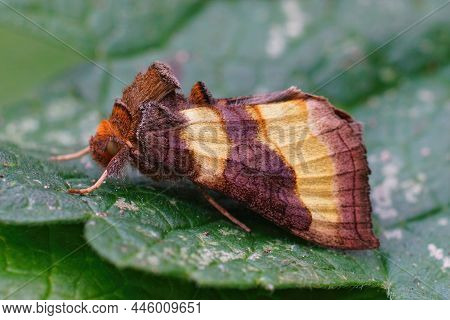 Closeup Of The Colorful Gold Spot Moth, Plusia Festucae, Sitting On A Green Leaf In The Garden