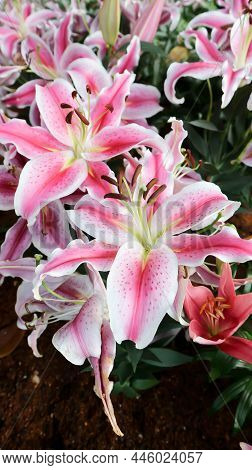 Lily, Lilium Or Pink And White Lily Plant Or Pink Lily