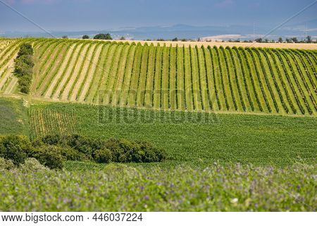 Landscape with vineyards, Slovacko, Southern Moravia, Czech Republic