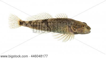 Side view Rhone streber, zingel asper, freshwater fish, isolated on white