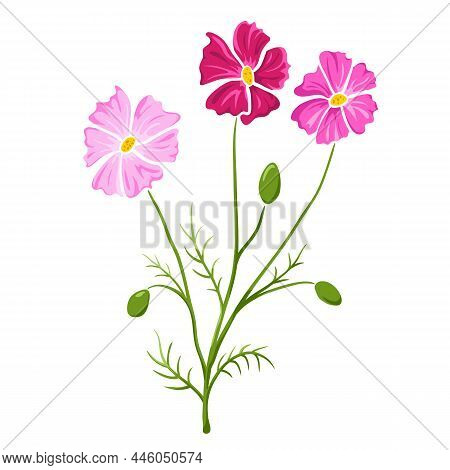 Cosmos Flower Or Cosmea, Blooming Plant Isolated On White. Colored Hand Drawn Sketch, Pink Buds, Gre