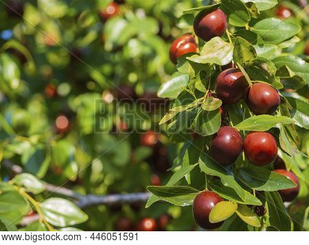 Ripe Unabi On A Tree Branch In The Garden. Close-up Of Tree Branches With Ziziphus Fruits.  Fruit Ma