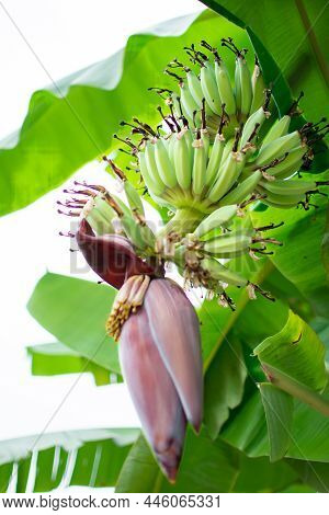 Banana Blossom On Banana Tree (musa Sapientum Linn). They Are Red And Yellow Flowers , The Raw Fruit