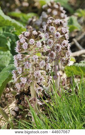 Butterbur 꽃