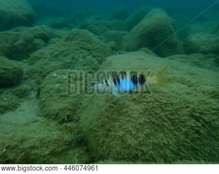 Painted Comber (serranus Scriba) Undersea, Aegean Sea, Greece, Halkidiki