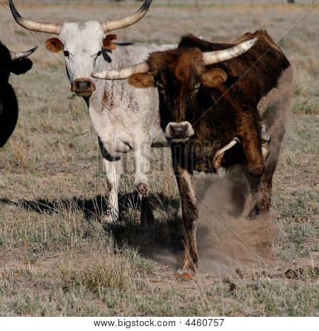 Naštvaný Longhorn