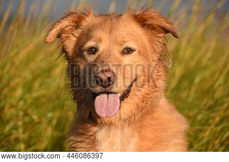 Sweet Look Into The Face Of A Grinning Toller Retriever Dog Up Close.