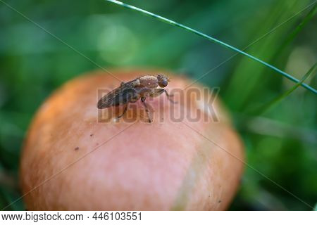 A Fly Sits On The Cap Of A Mushroom.